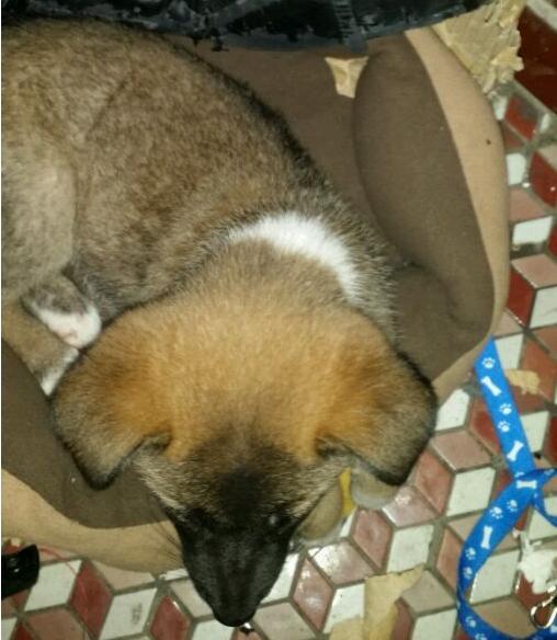 家养土狗被人称为“戴孝狗”，为了讨吉利主人狠心将其抛弃