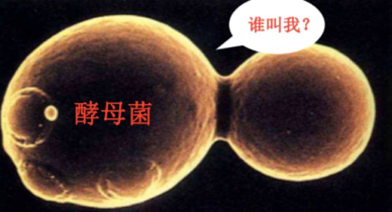 初二去丈母娘家送什么,过年送丈母娘的饮料