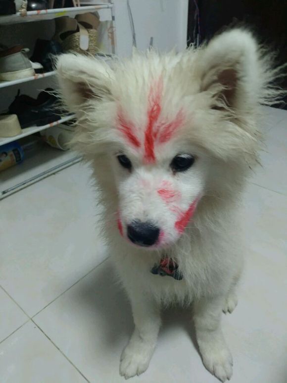 正宗哈士奇三把火,哈士奇三把火原版