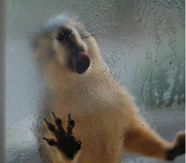 如果你家宠物靠近玻璃会怎么样？特别是哈士奇~