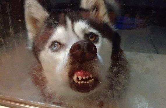 如果你家宠物靠近玻璃会怎么样？特别是哈士奇~