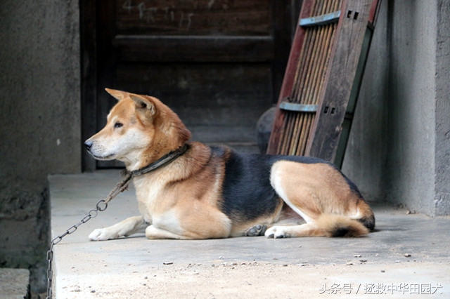 黄毛黑背黑嘴的土狗好不好,看家护院黑背土狗出售