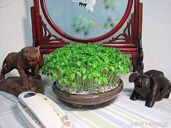 木瓜树盆栽几年能结果,盆栽木瓜树苗几年可以结果