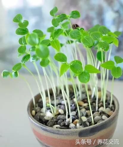 木瓜树盆栽几年能结果,盆栽木瓜树苗几年可以结果