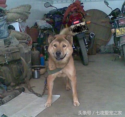 一只令无数人羡慕的小狗的故事,一条通人性而又忠诚的狗的故事