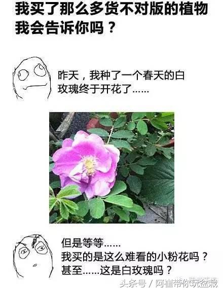 网购的小玫瑰盆栽能养活吗,网购收到玫瑰盆栽记得这样操作