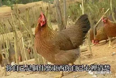 各大牌鸡年限定,外国人对鸡看法