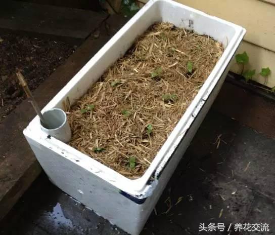 盆栽植物自动浇水技巧,常见植物浇水的正确方法