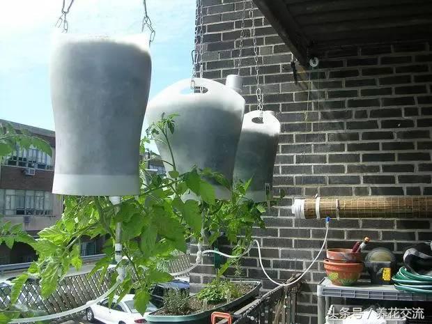 盆栽植物自动浇水技巧,常见植物浇水的正确方法