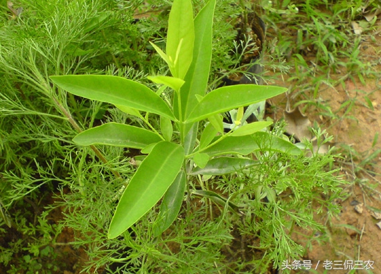 农村30个冷门的赚钱门路,曾经发家致富