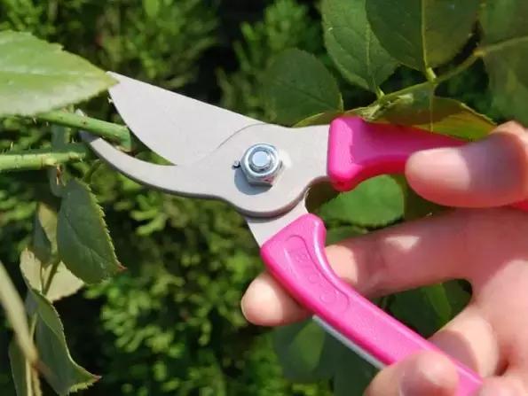 养花盆里各种花怎么修剪,要想养好花只需三种方法