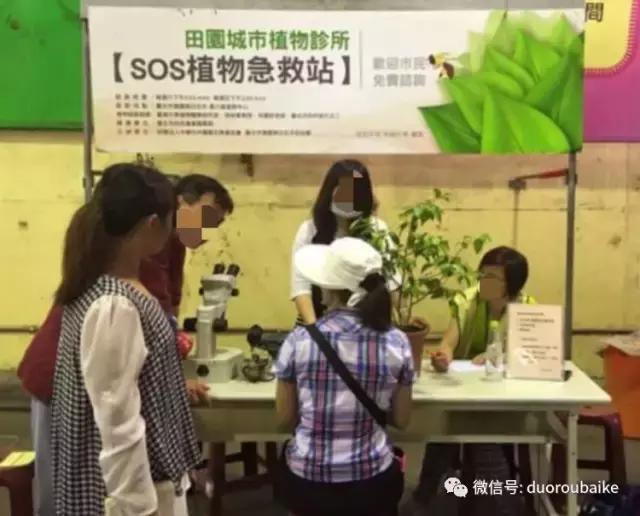 春节花市的鲜花,春节能看花的植物