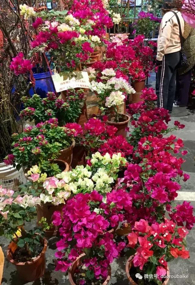 春节花市的鲜花,春节能看花的植物