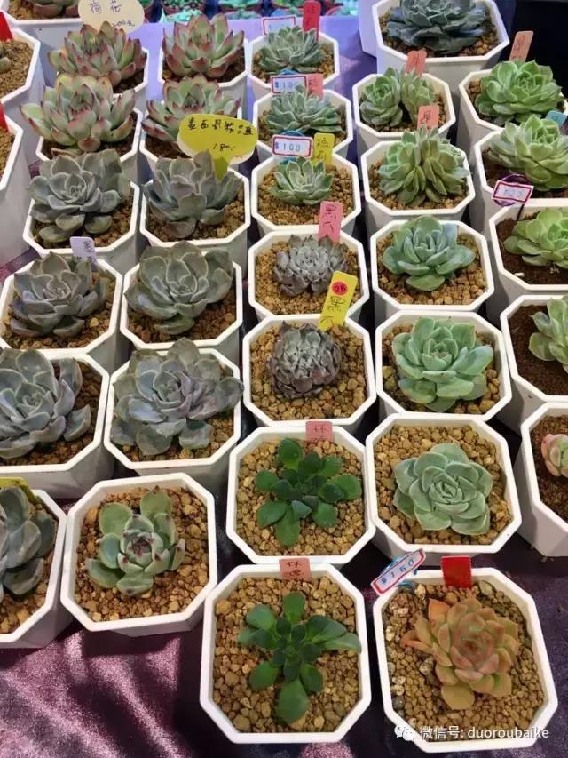 春节花市的鲜花,春节能看花的植物