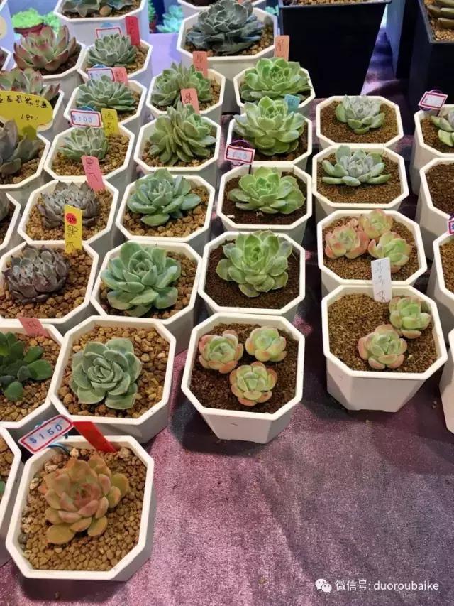 春节花市的鲜花,春节能看花的植物