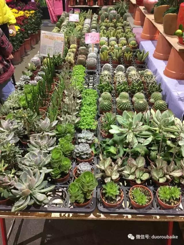 春节花市的鲜花,春节能看花的植物