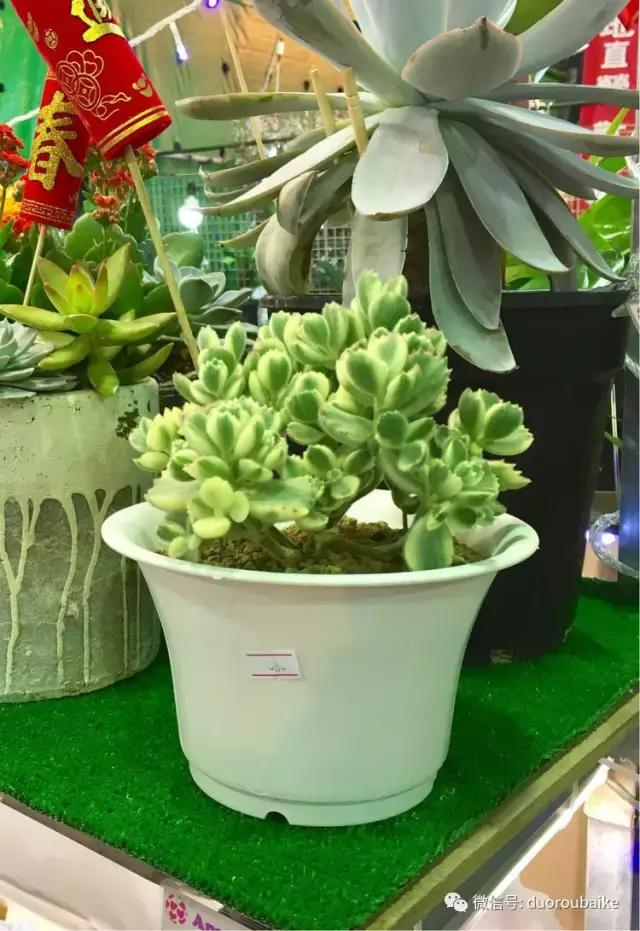 春节花市的鲜花,春节能看花的植物