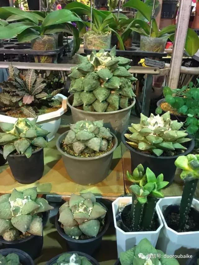 春节花市的鲜花,春节能看花的植物