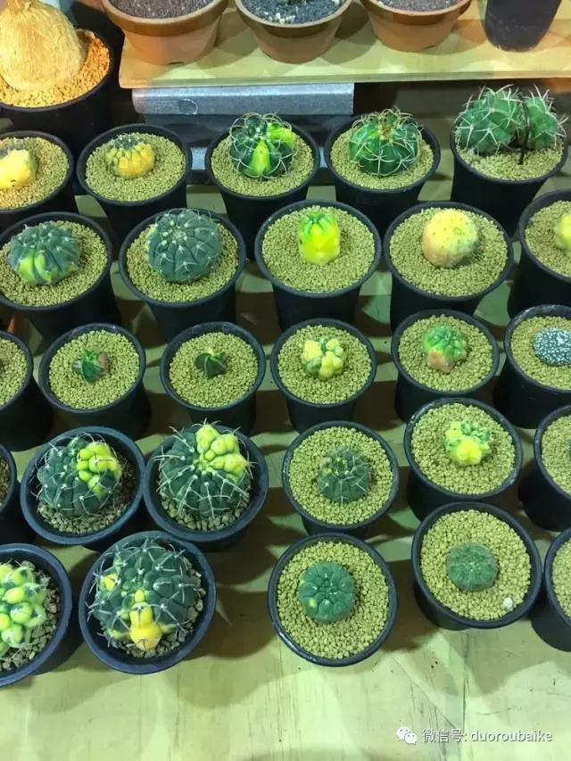 春节花市的鲜花,春节能看花的植物