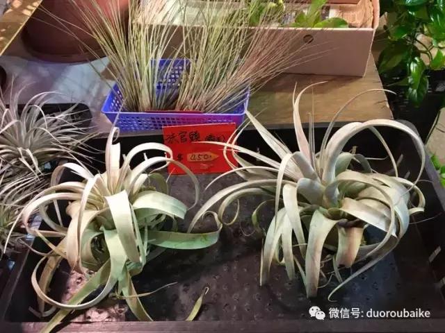 春节花市的鲜花,春节能看花的植物