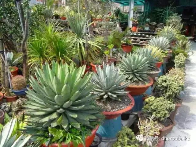 春节花市的鲜花,春节能看花的植物