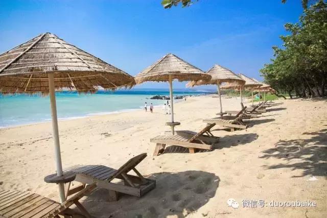 春节花市的鲜花,春节能看花的植物