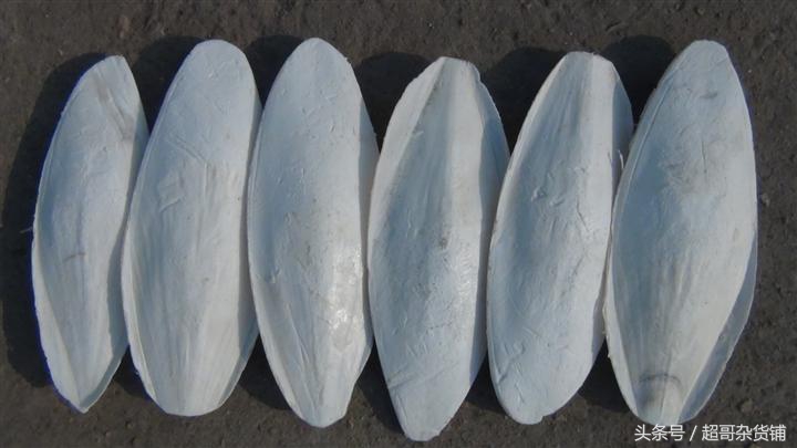 鹦鹉日常食品怎么喂好,超详细科普你的鹦鹉应该吃什么