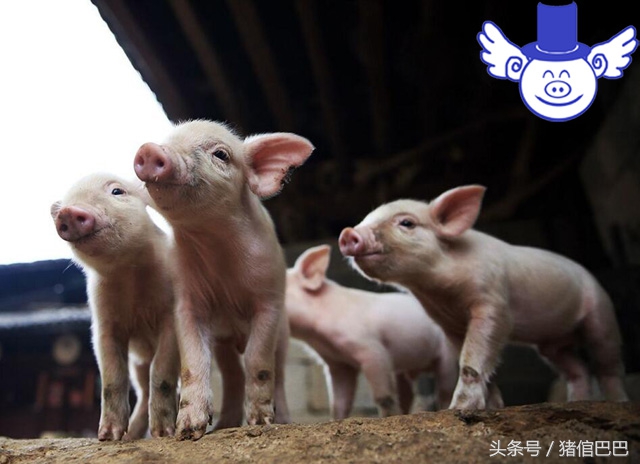 猪场水质不好怎么改善,猪场净化水质药剂