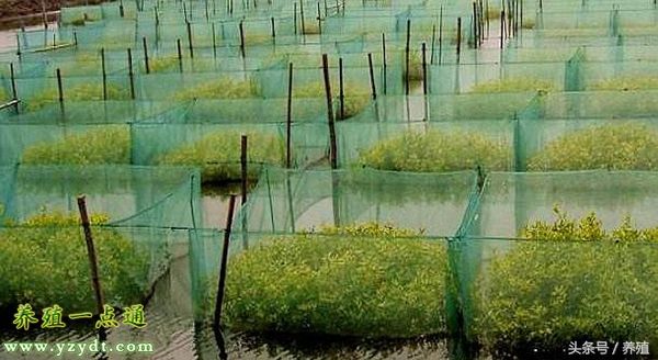泥鳅套养鱼,泥鳅套养藕方法