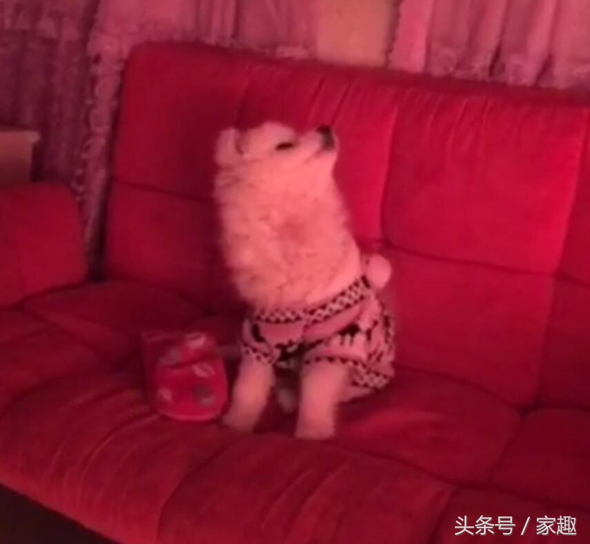 如何让萨摩耶晚上安安静静睡觉,萨摩耶不睡觉半夜想和主人玩