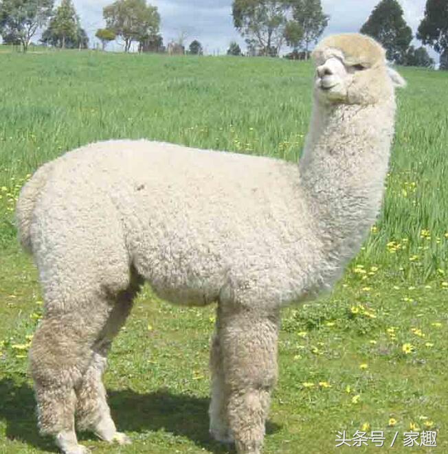 如何让萨摩耶晚上安安静静睡觉,萨摩耶不睡觉半夜想和主人玩