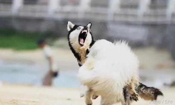 哈士奇再战萨摩耶，两傻相争必有一伤呐~这眼神亮了！