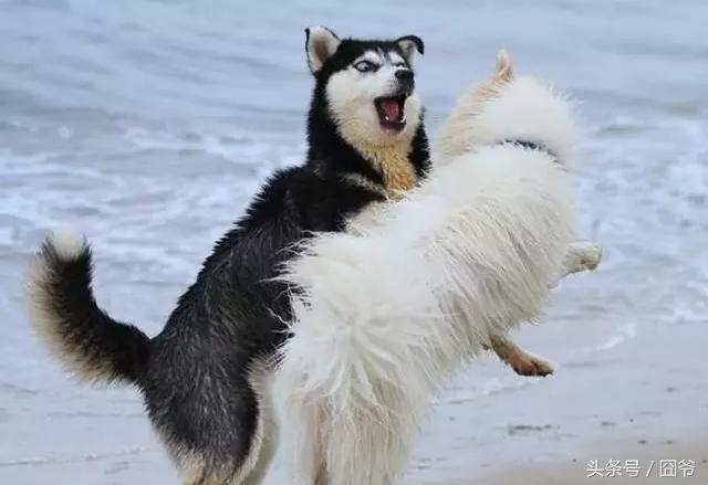 哈士奇再战萨摩耶，两傻相争必有一伤呐~这眼神亮了！