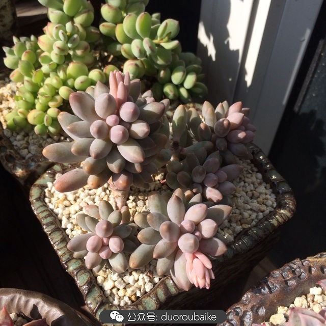 江浙沪多肉过冬,江浙沪一年四季露养的多肉