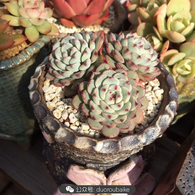 江浙沪多肉过冬,江浙沪一年四季露养的多肉