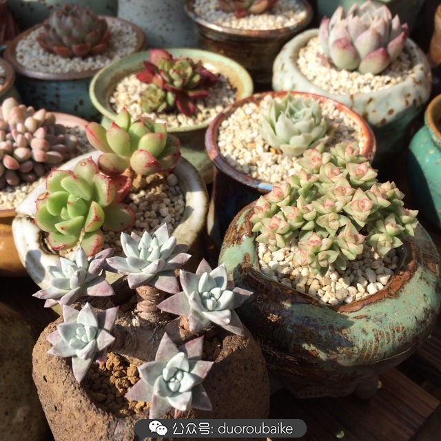 江浙沪多肉过冬,江浙沪一年四季露养的多肉