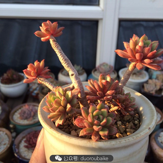 江浙沪多肉过冬,江浙沪一年四季露养的多肉