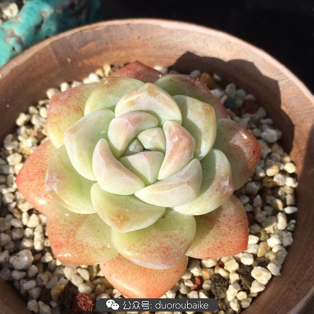 江浙沪多肉过冬,江浙沪一年四季露养的多肉