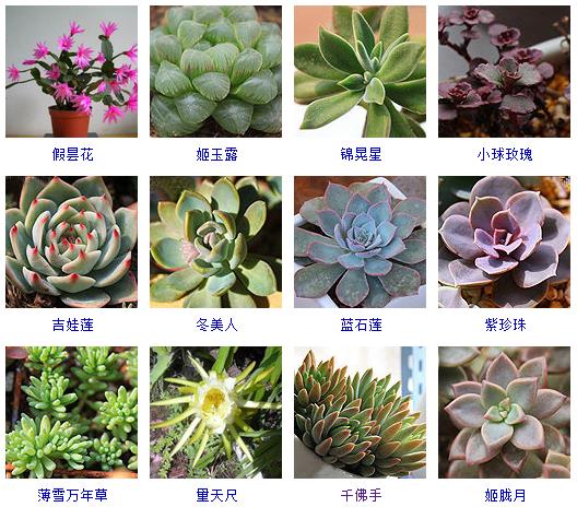多肉植物150种大全,多肉种植攻略150种常见多肉植物