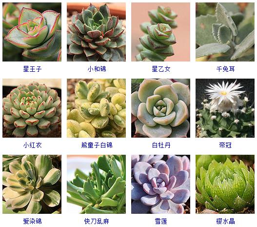 多肉植物150种大全,多肉种植攻略150种常见多肉植物