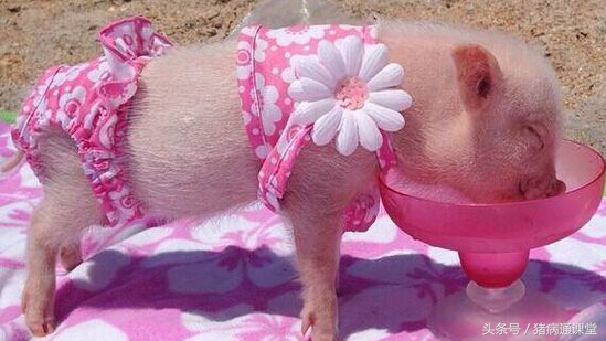 刚生的小猪不吃奶是怎么回事,刚生的小猪不吃奶为什么