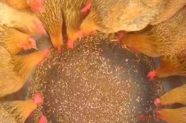 “眼镜鸡”，土鸡中的潮流范儿