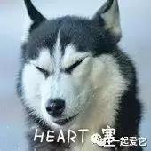 宠粮的基本知识,养宠小知识幼犬掉毛是什么原因