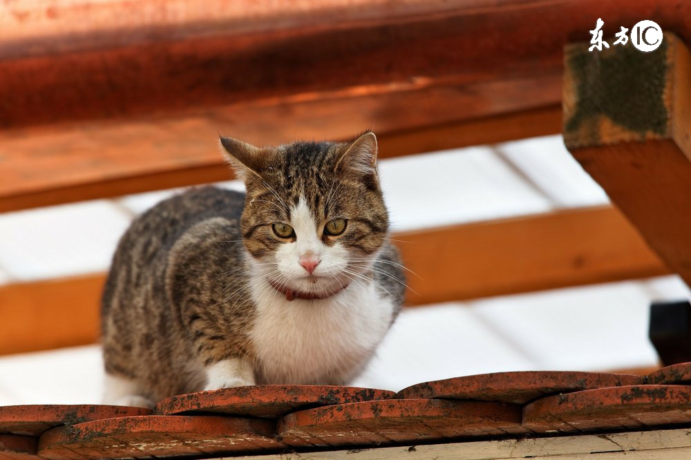 猫咪胆子小怎么解决,猫咪为什么打完针胆子特别小