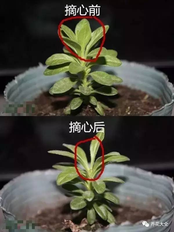 养薄荷的修剪方法技巧,修剪映山红花的技巧