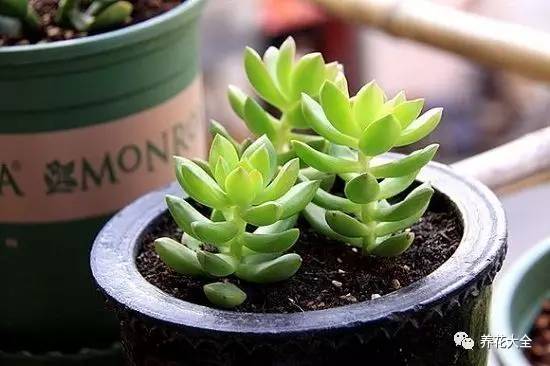 养薄荷的修剪方法技巧,修剪映山红花的技巧