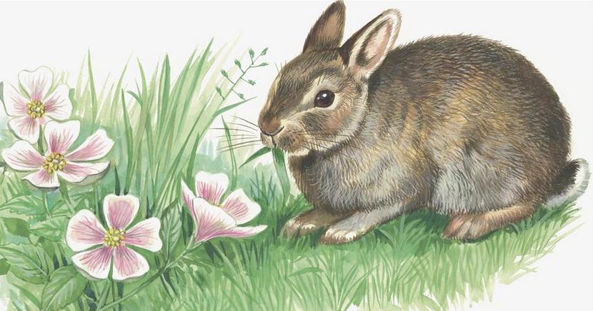 2017年属相兔犯太岁,生肖兔2020年怎么破刑太岁