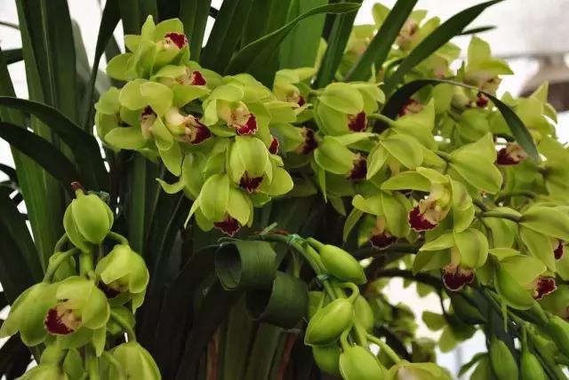 年宵花怎样才能保持长久,年宵花为什么每年都要丢掉