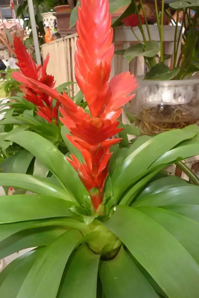 年宵花怎样才能保持长久,年宵花为什么每年都要丢掉