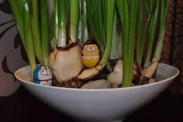 年宵花怎样才能保持长久,年宵花为什么每年都要丢掉